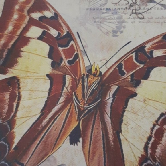 Tin Butterfly decor - Picture 2 of 3